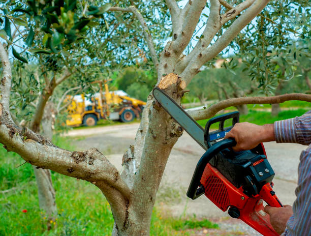 Tree Branch Trimming in Powdersville, SC